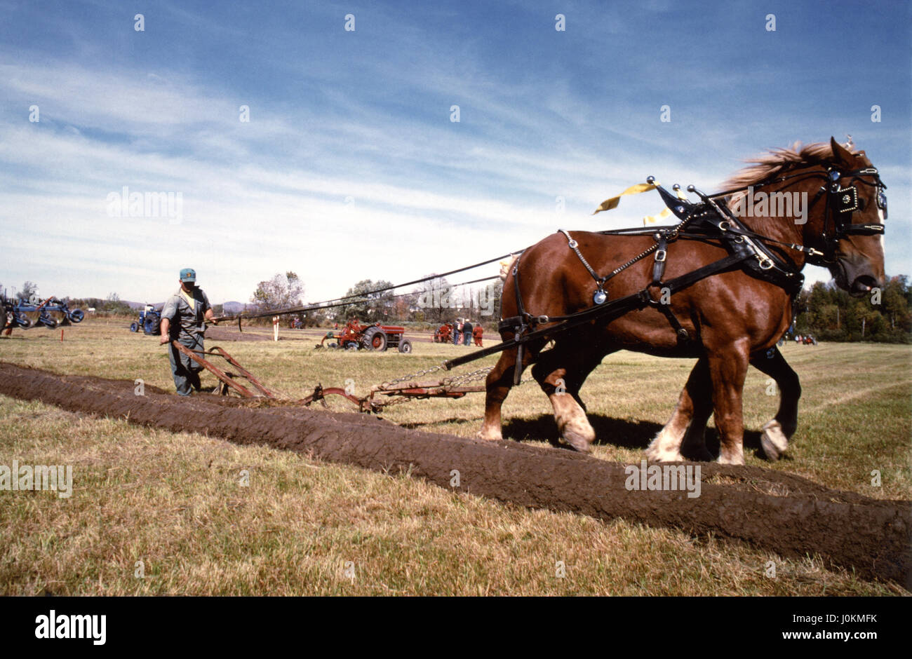 Chevaux de charrue à traction, Eaton, Québec, Canada Banque D'Images