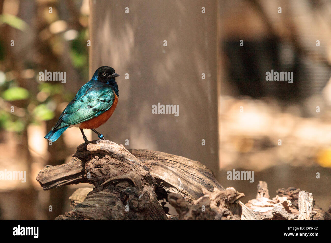 Lamprotornis Superbus Appelé étourneau Superbe Est Un Oiseau