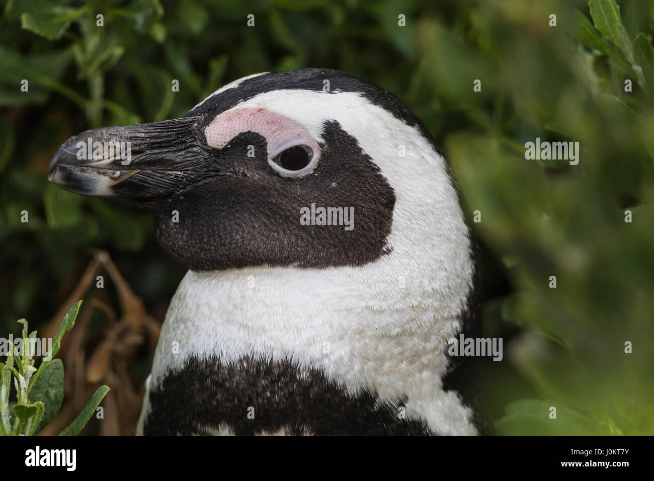 Putois (Spheniscus demersus), portrait, Bouldersbeach, Simonstown, Province de Western Cape, Afrique du Sud Banque D'Images