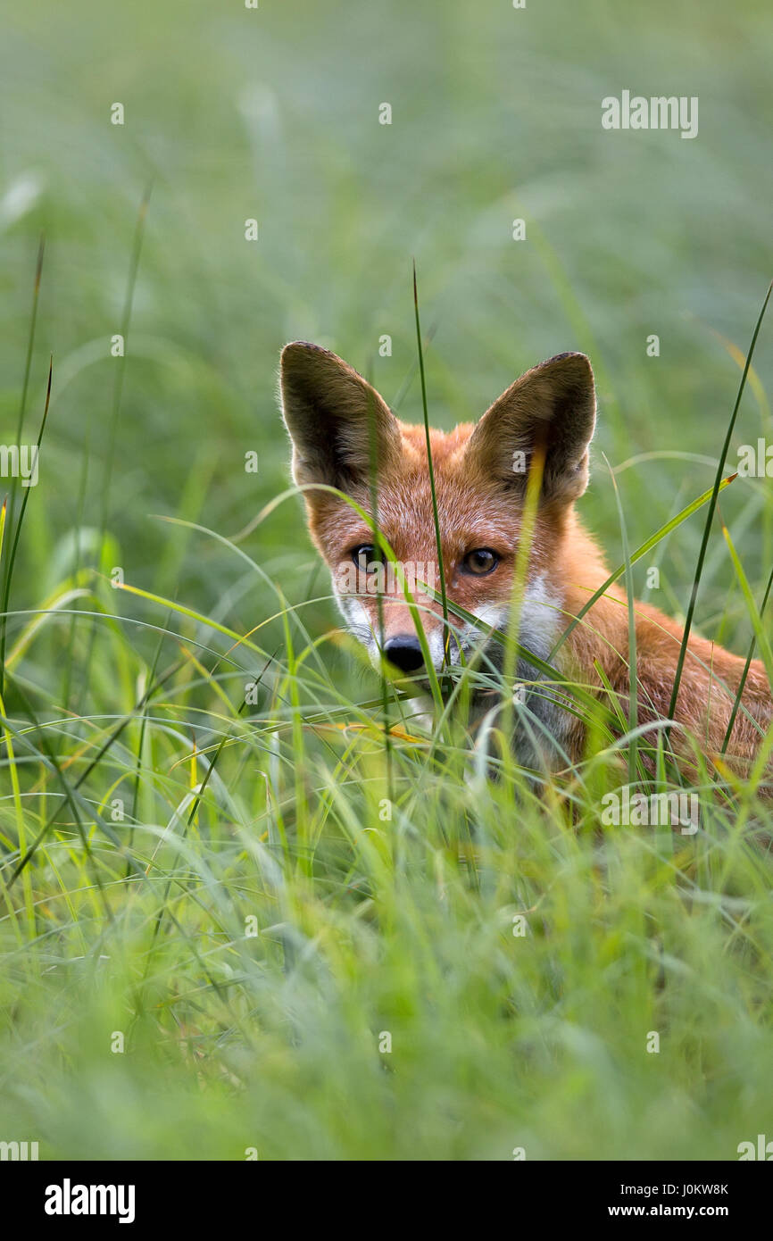 Fox caché dans l'herbe, un portrait Banque D'Images