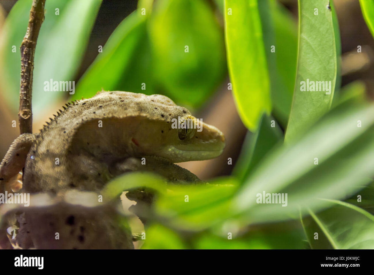 Gecko cilié rare de se cacher dans le feuillage Banque D'Images