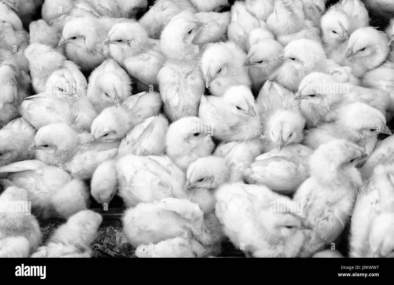 Grand groupe de poussins nouvellement éclos sur une ferme d'élevage de poulets, noir et blanc. Banque D'Images