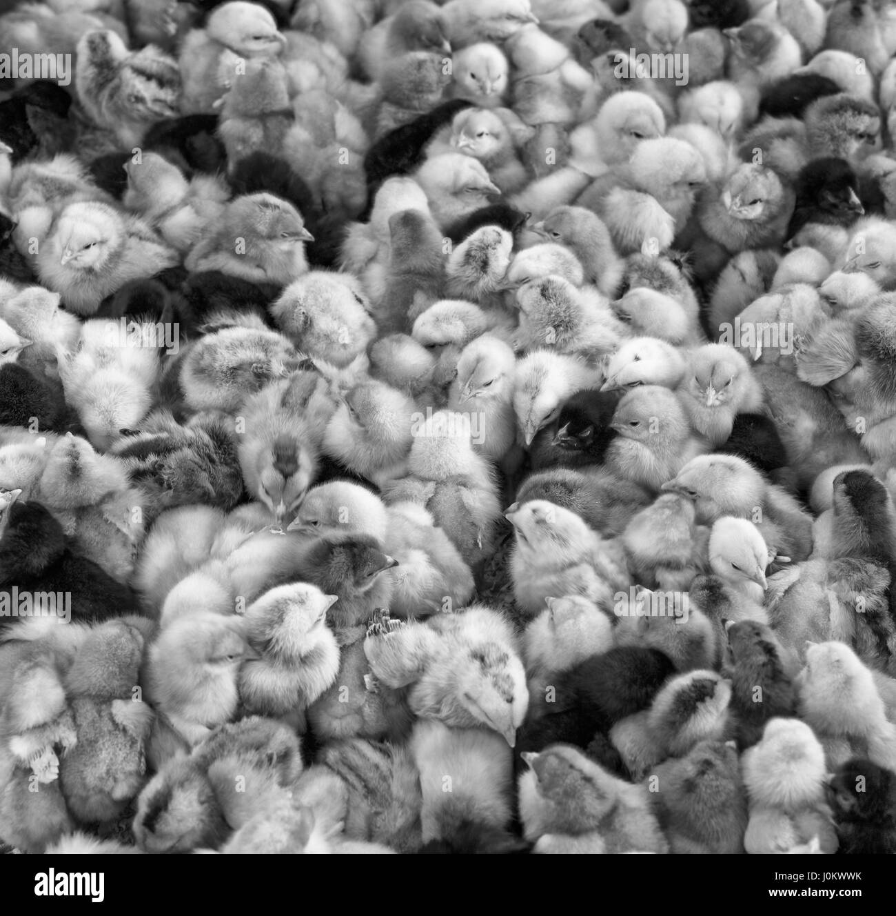 Grand groupe de poussins nouvellement éclos sur une ferme d'élevage de poulets, noir et blanc. Banque D'Images