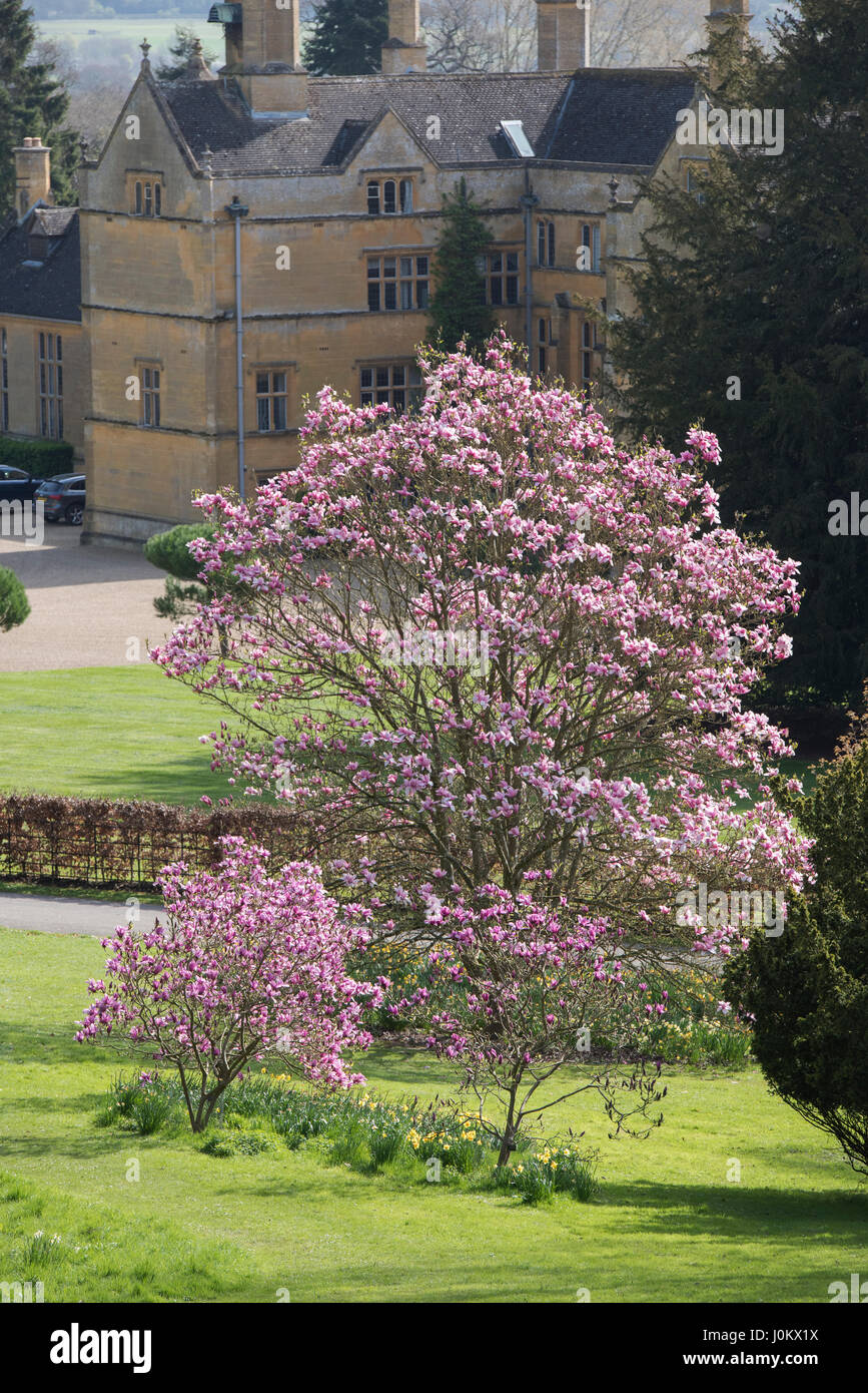 Magnolia 'arbres' surprise de Caerhays la floraison en avril à Batsford Arboretum, Cotswolds, Moreton-in-Marsh, Gloucestershire, Royaume-Uni Banque D'Images