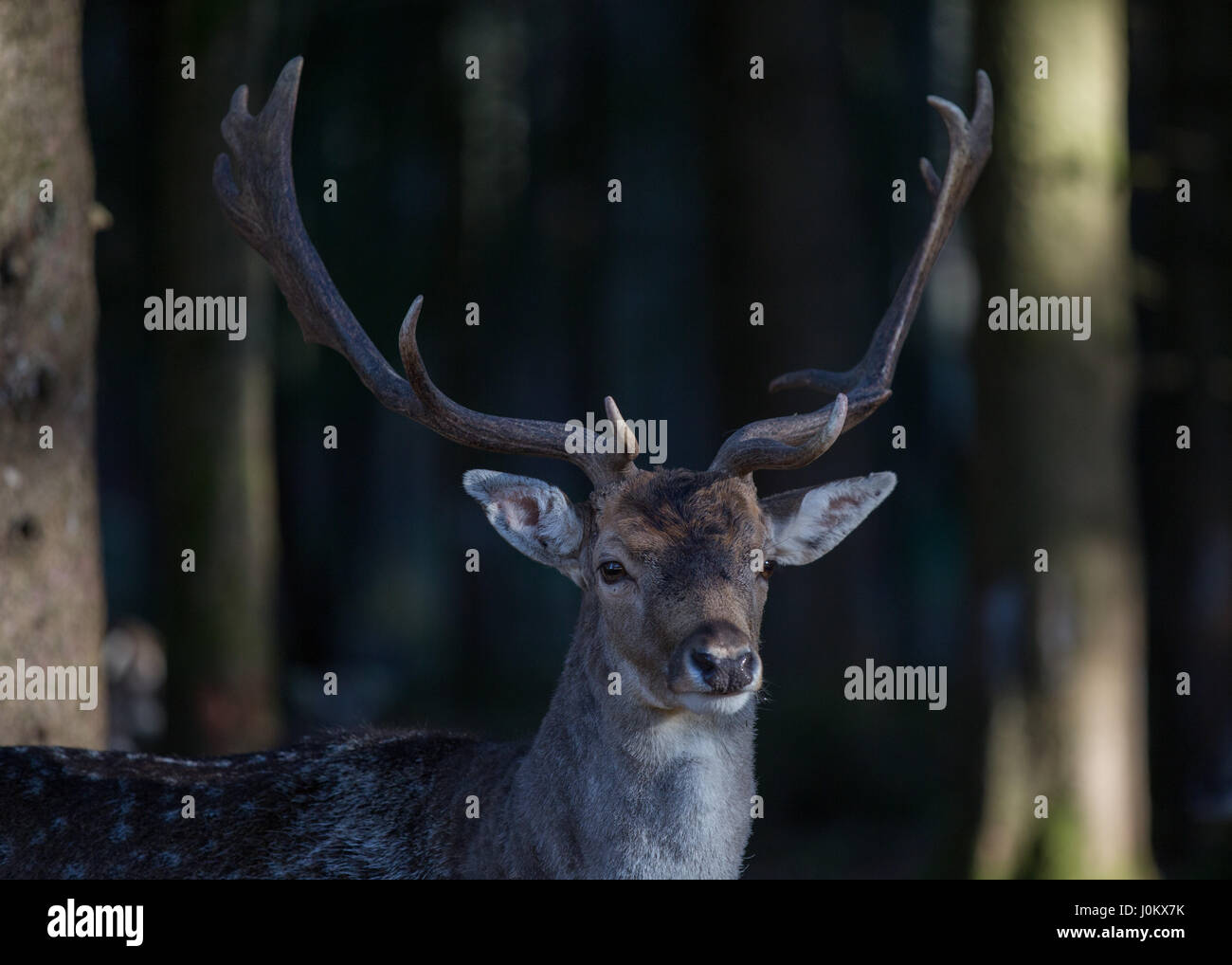 Daims dans Bergtierpark Blindham - Bavière - Allemagne Banque D'Images