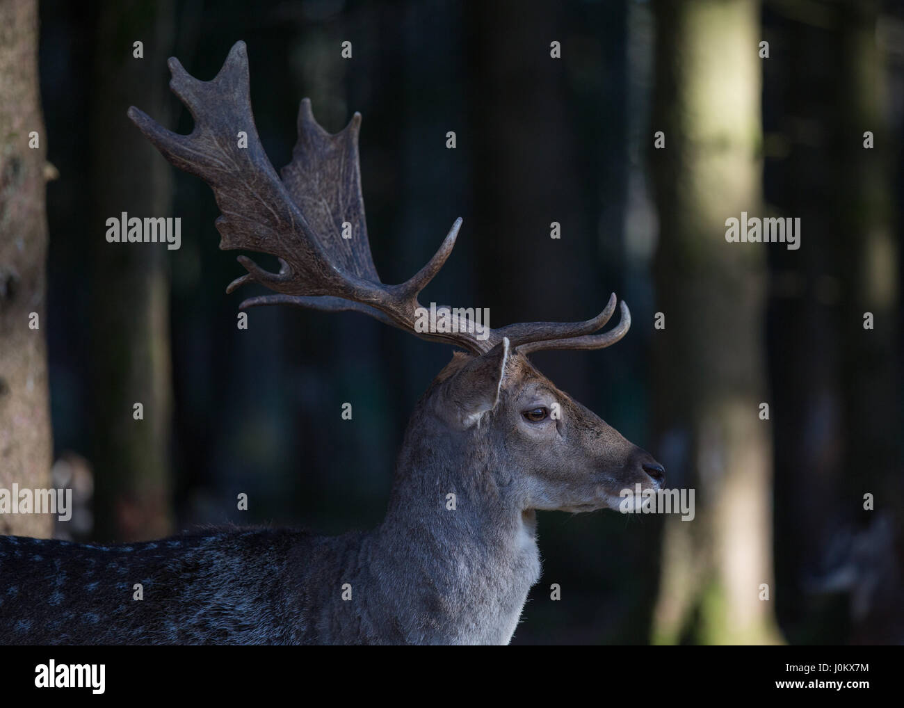 Daims dans Bergtierpark Blindham - Bavière - Allemagne Banque D'Images