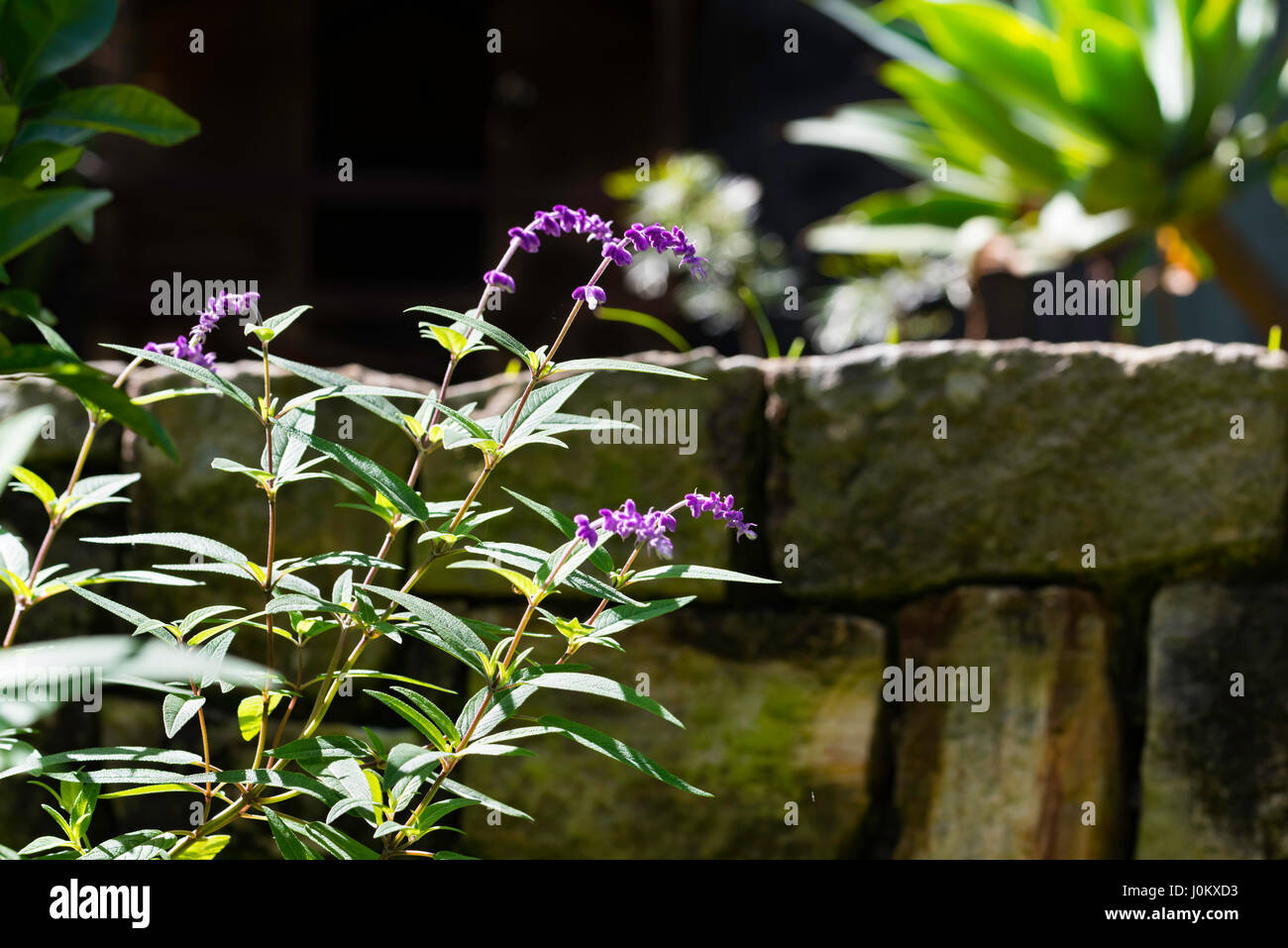 Une plante de salvia avec un jardin de grès mur dans un jardin de Sydney en Australie Banque D'Images