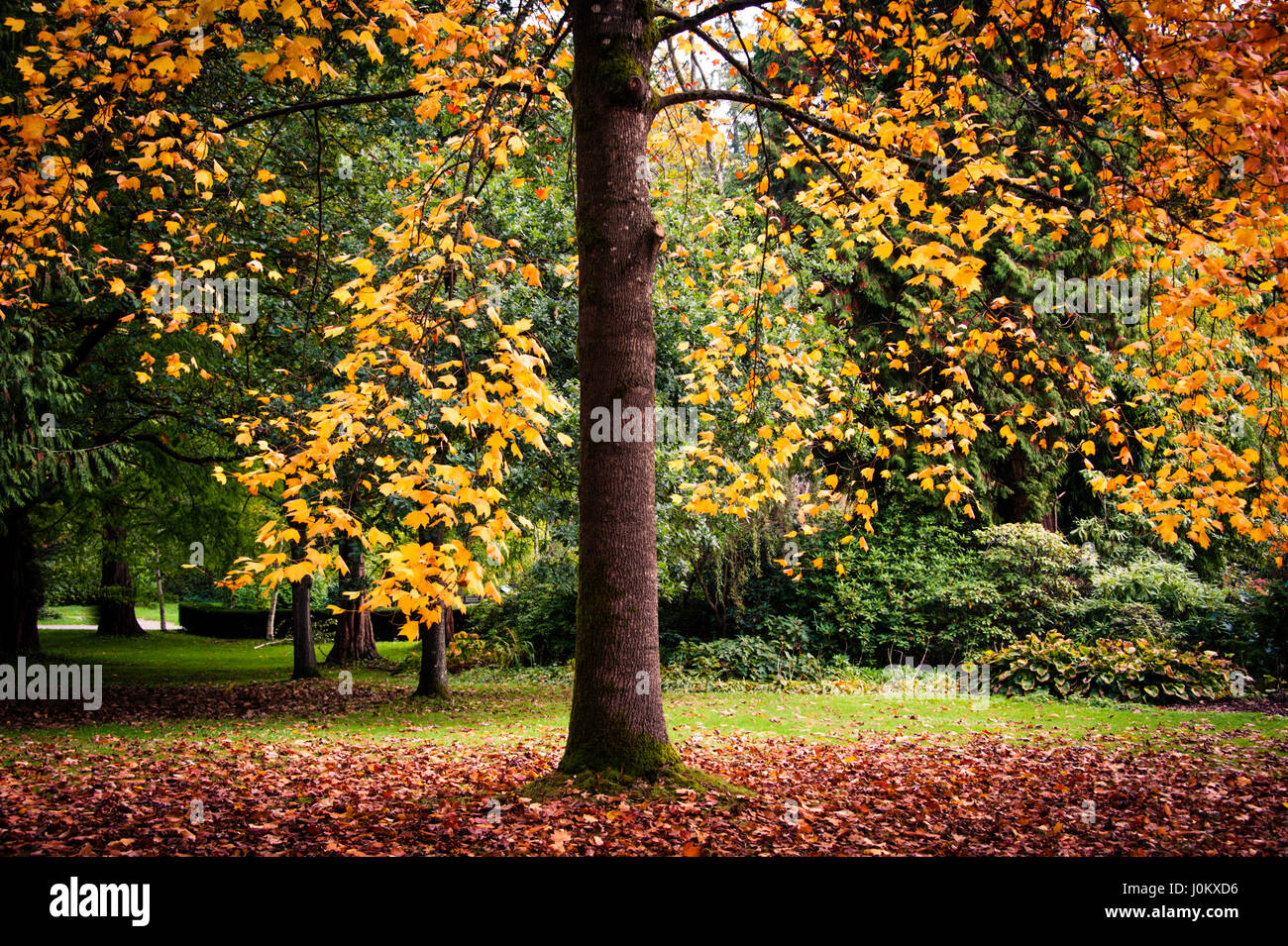 Un grand arbre pleureur avec branches couvertes en jaune vif et orange feuilles durant la saison d'automne. Banque D'Images