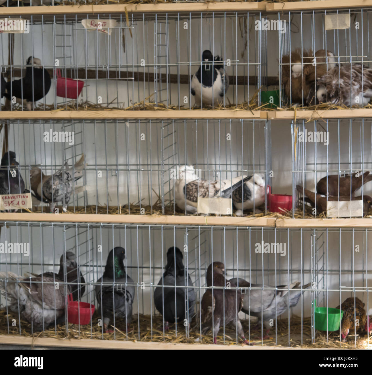 Pigeons for sale Banque de photographies et d'images à haute résolution -  Alamy