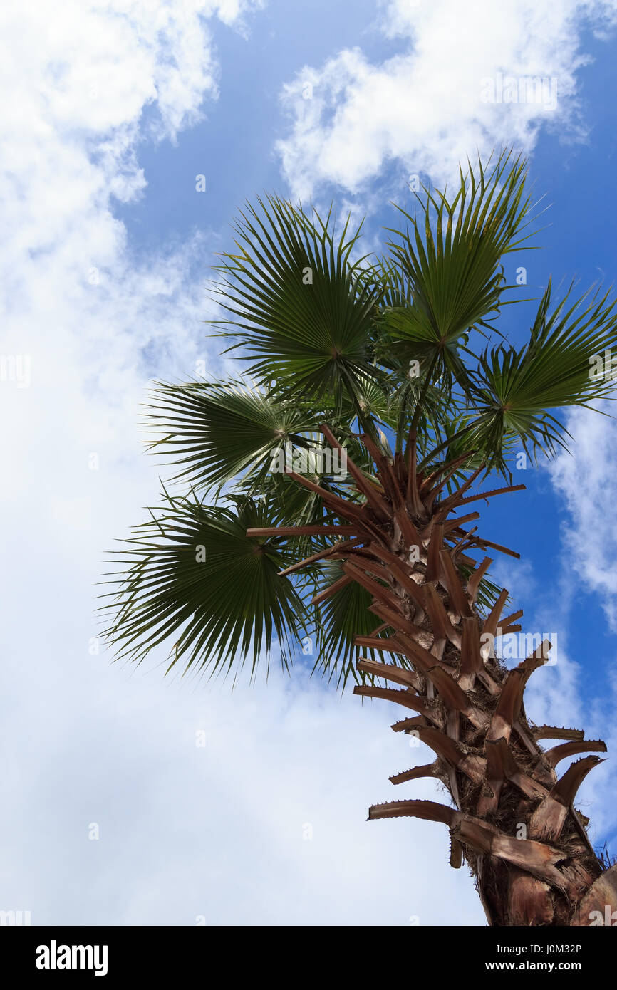 Palmier sur le ciel bleu et le fond de nuage Banque D'Images