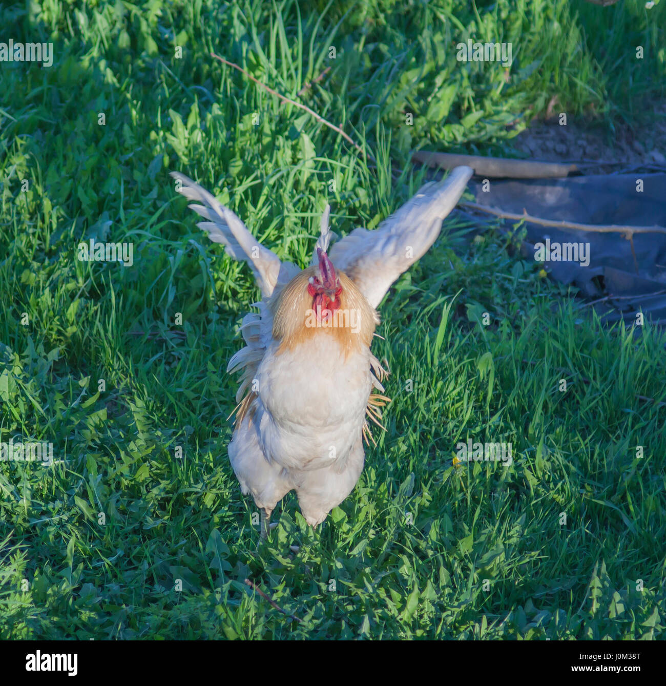 Coq bat des ailes sur l'herbe verte Banque D'Images