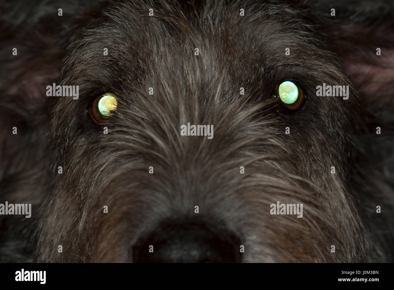 Les yeux rougeoyants de lévrier irlandais Banque D'Images