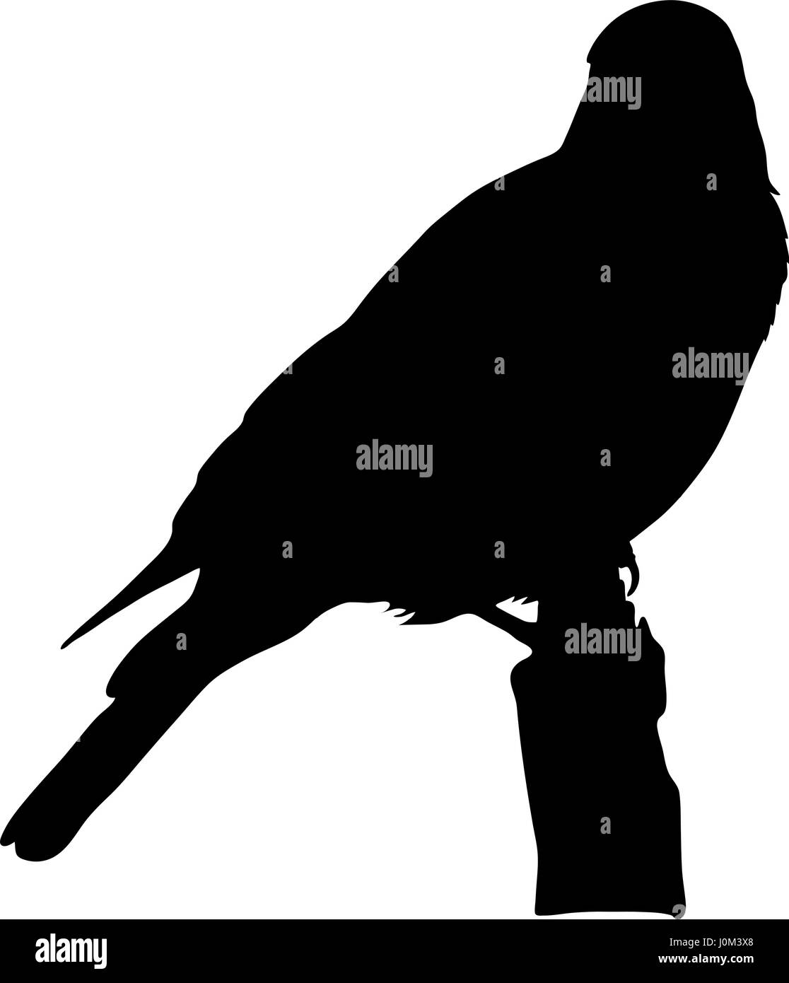 Silhouette d'un étourneau de burchell sauvages sur une branche d'un arbre Illustration de Vecteur