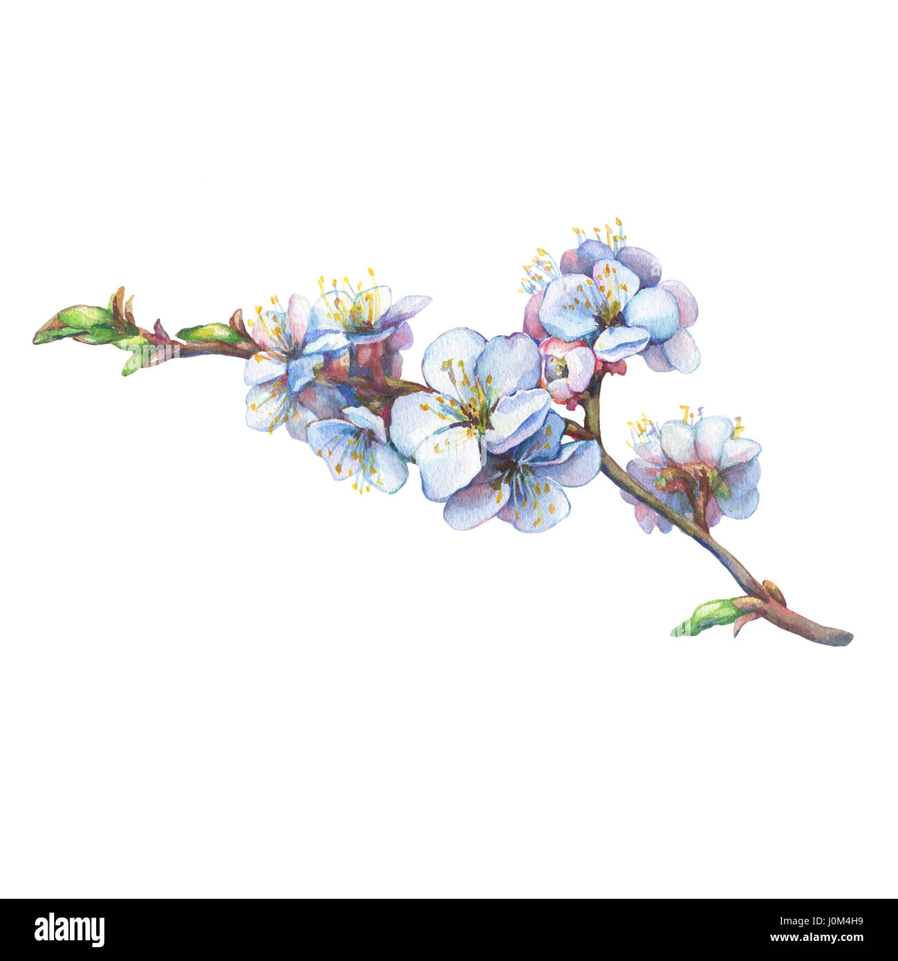 Illustration de branche d'abricot avec fleurs. Aquarelle dessinée à la main sur fond blanc. Banque D'Images