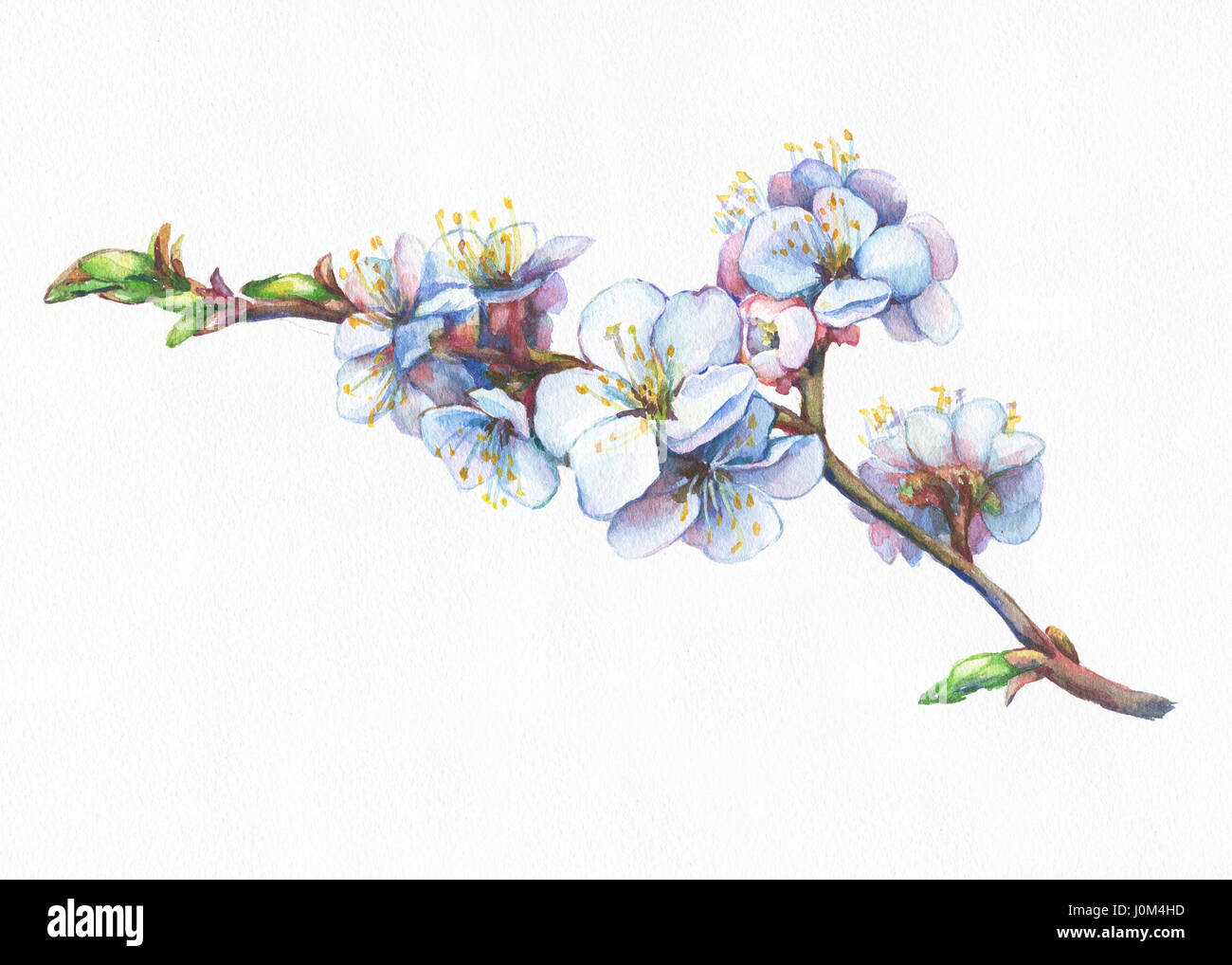 Illustration de branche d'abricot avec fleurs. Aquarelle dessinée à la main. Arrière-plan - papier aquarelle. Banque D'Images