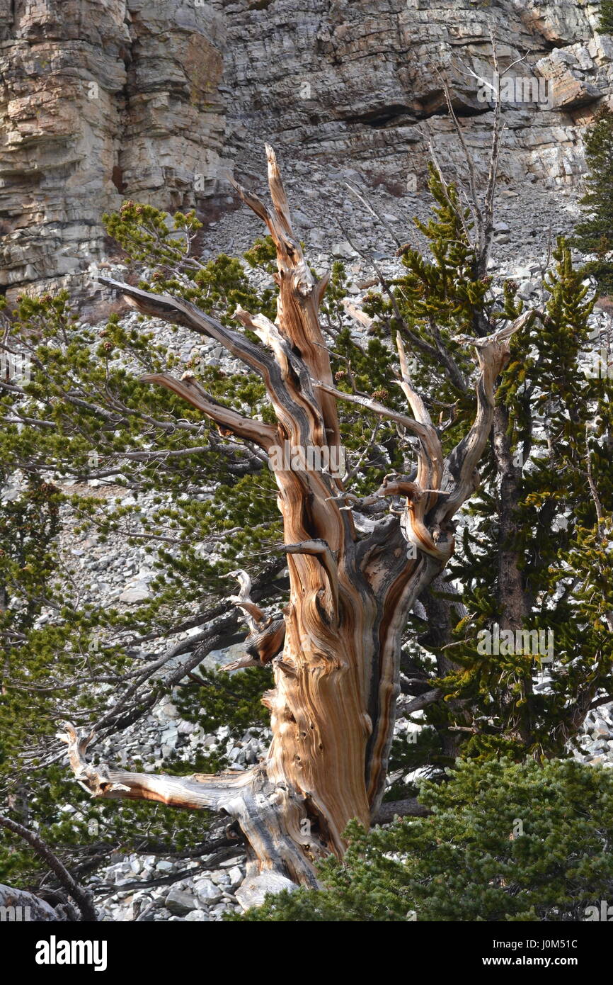 Cône de pin en soies Parc National du Grand Bassin, Nevada Banque D'Images