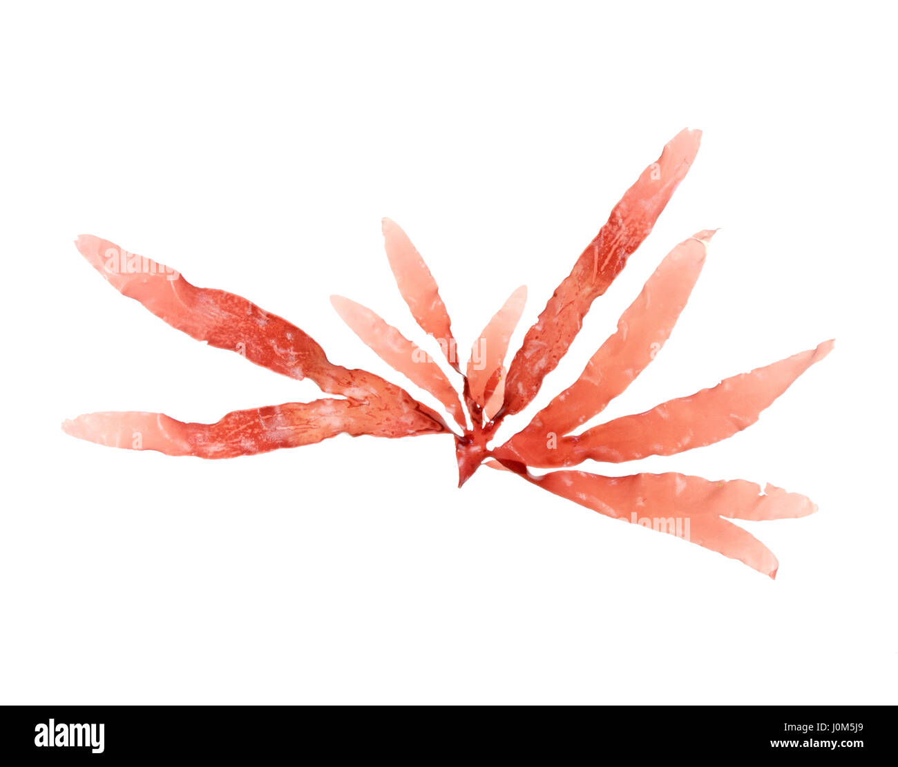 Palmaria palmata (Dulse) photographié sur un fond blanc/table lumineuse. Banque D'Images