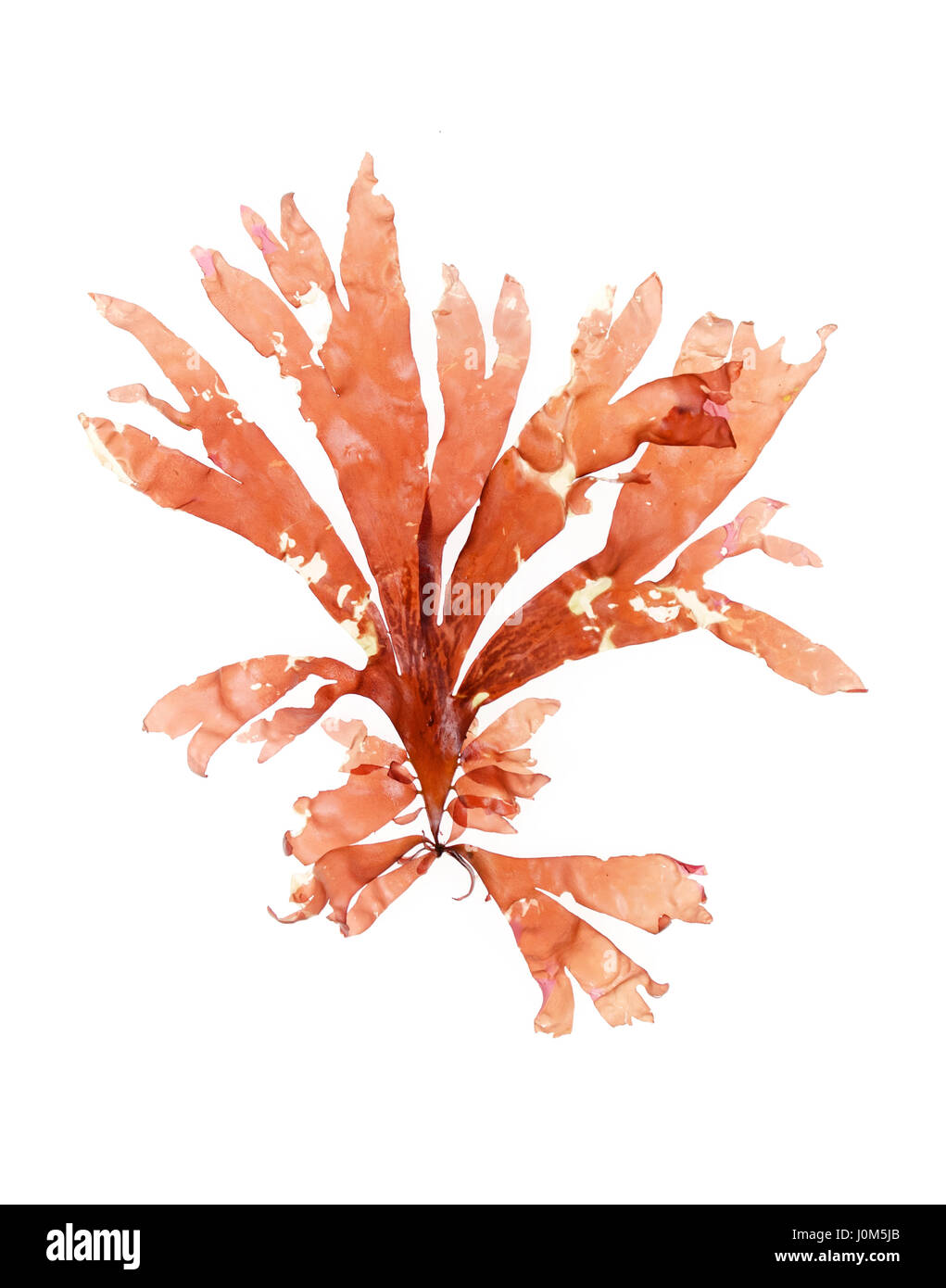Palmaria palmata (Dulse) photographié sur un fond blanc/table lumineuse. Banque D'Images