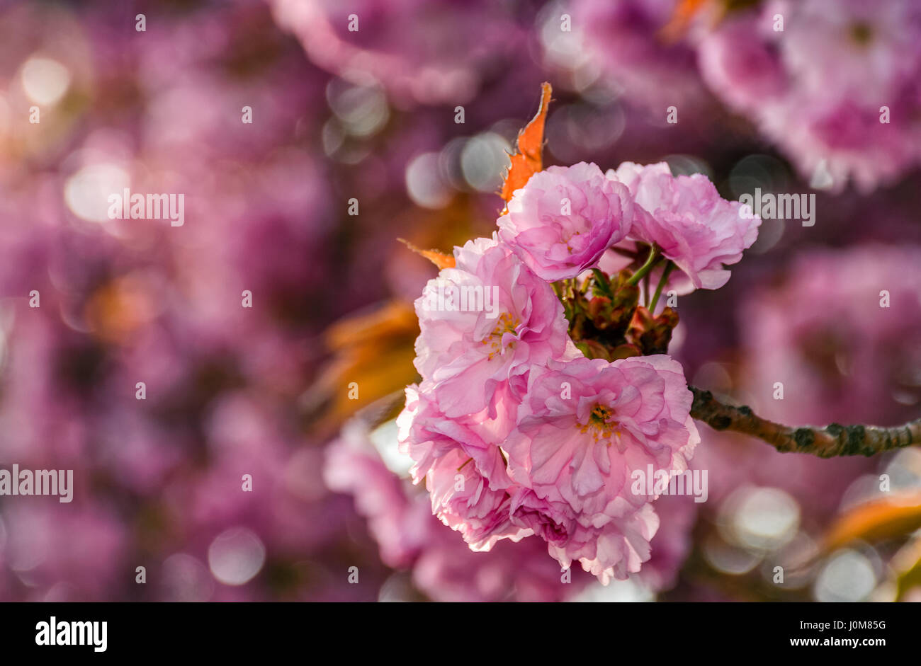 Belle rose du printemps. arrière-plan gros plan fleurs Sakura sur une branche. arrière-plan flou de jardin en fleurs au printemps Banque D'Images