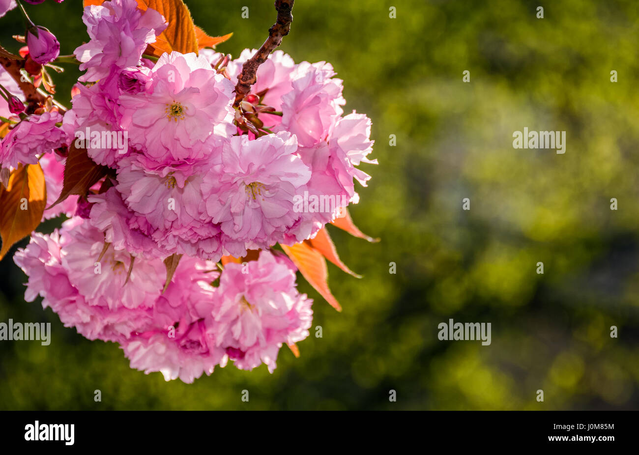 Belle rose du printemps. arrière-plan gros plan fleurs Sakura sur une branche. arrière-plan flou de jardin en fleurs au printemps Banque D'Images