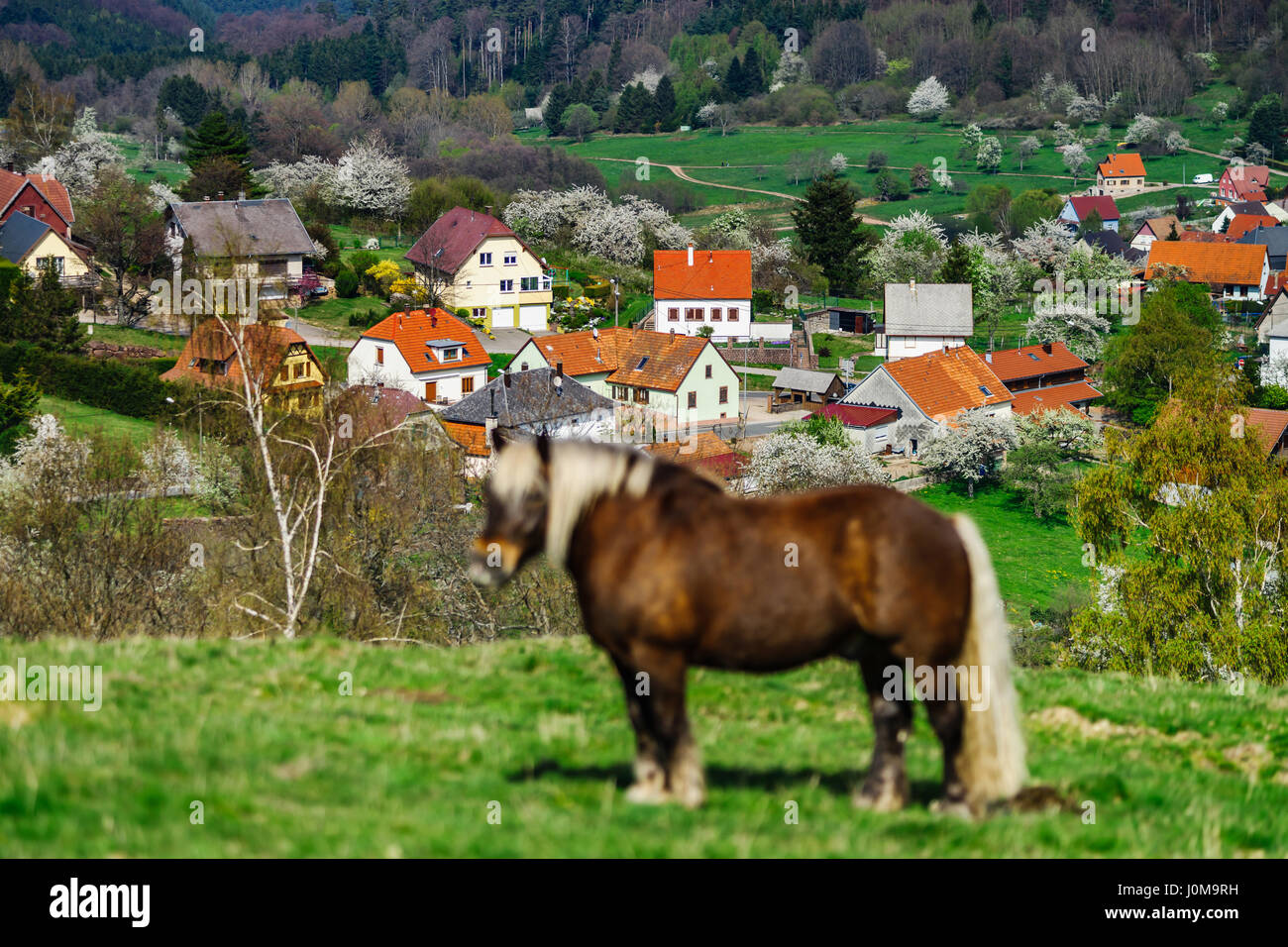 Sur le cheval belge Brabancon pâturage terres agricoles, Alsace, France Banque D'Images
