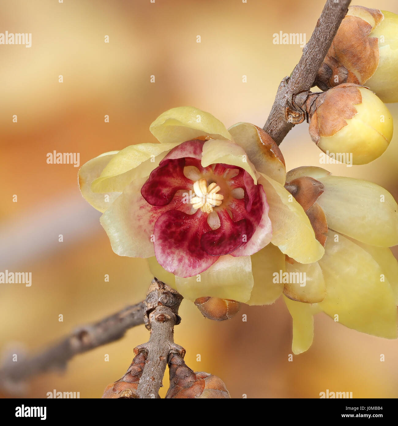 Macro de la fleur de Chimonanthus, wintersweet, genre de plantes de la famille Calycanthacea Banque D'Images