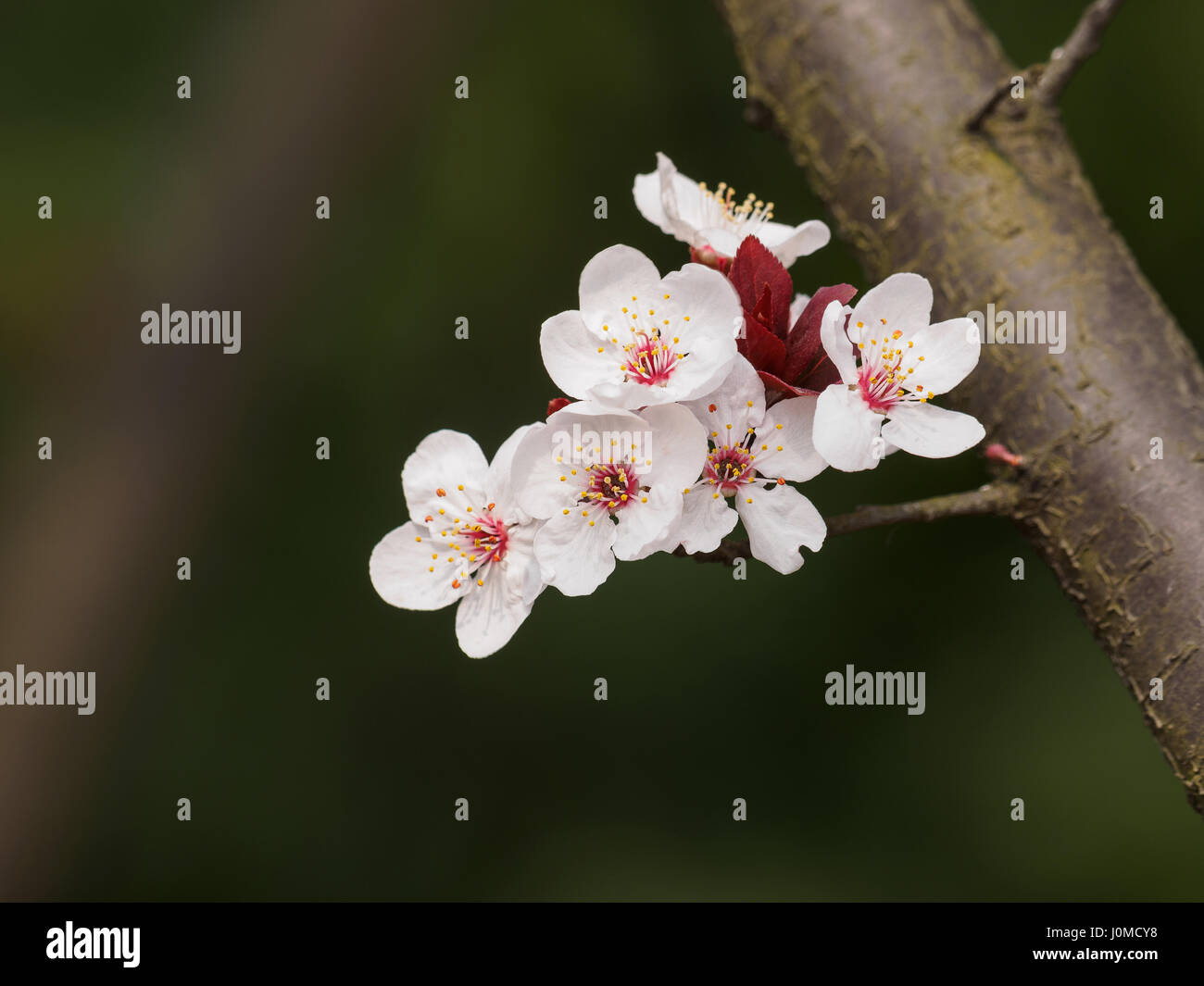 Série fleurs de printemps : Prunus cerasifera ou noms communs Cherry Plum et le myrobolan prunier branche avec des fleurs et des feuilles. Banque D'Images