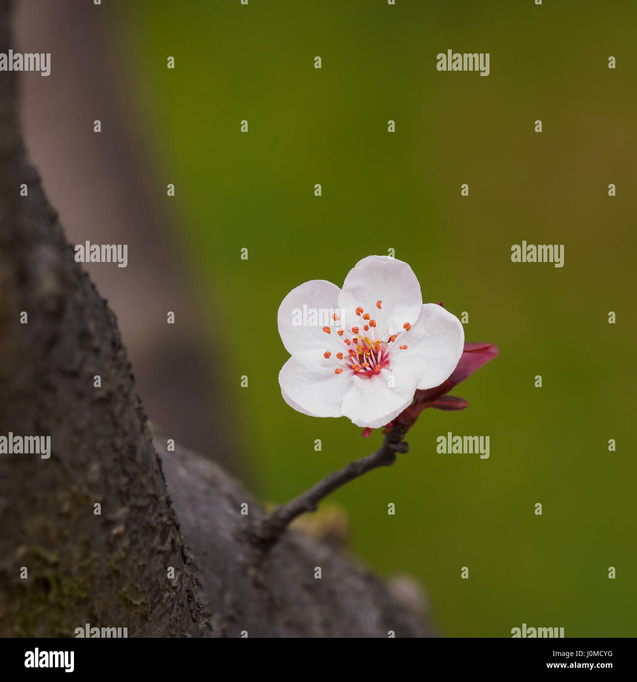 Série fleurs de printemps : Prunus cerasifera ou noms communs Cherry Plum et le myrobolan prunier branche avec des fleurs et des feuilles. Banque D'Images