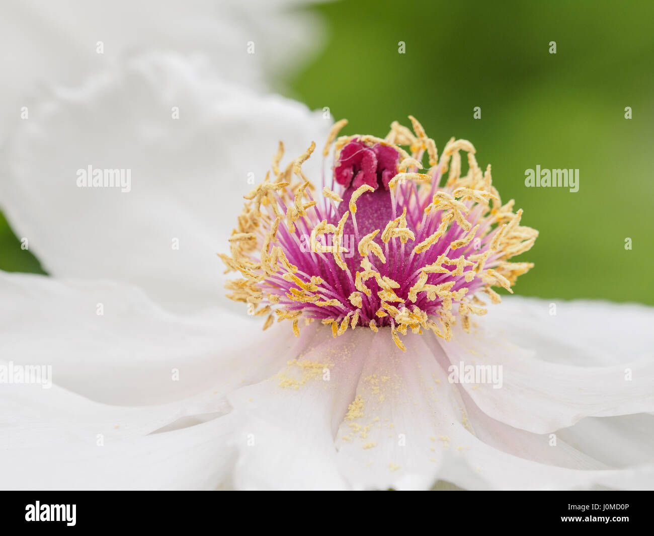 Série fleurs de printemps, pivoine blanche dans le jardin. Banque D'Images