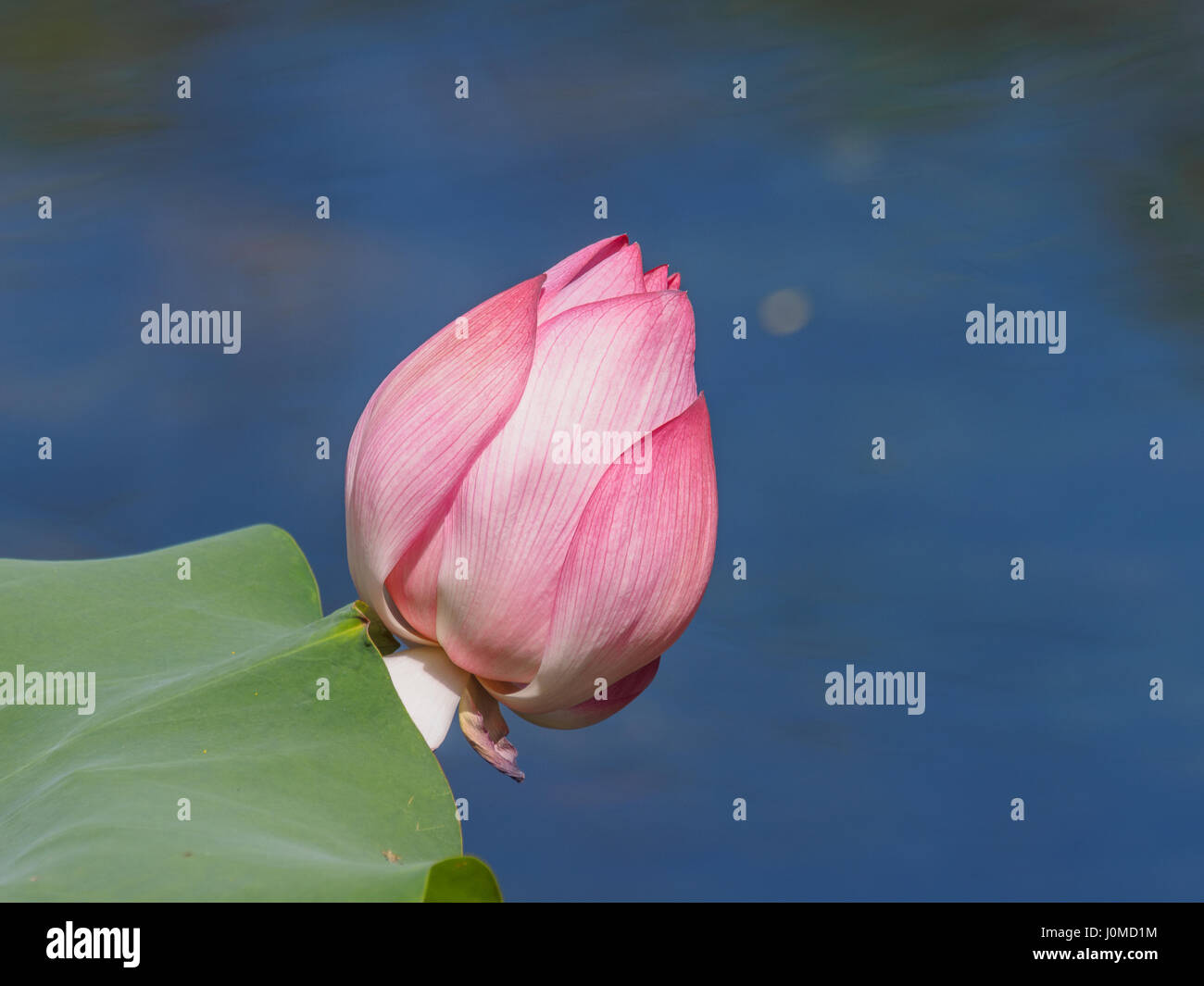 Série fleurs d'été, belle lotus rose bud. Banque D'Images