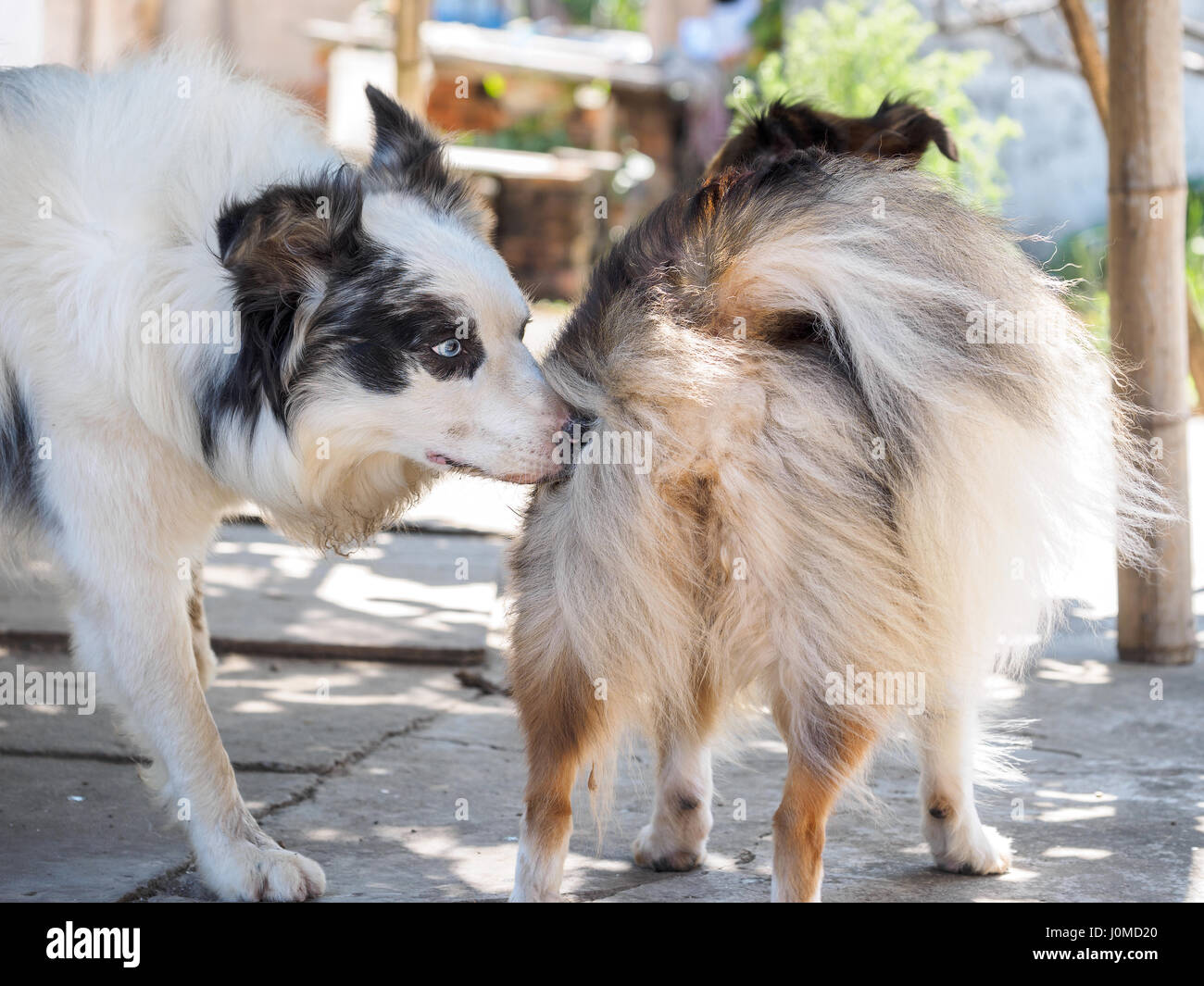 L'inhalation du chien chien autres arrière avant qu'ils ont des rapports sexuels, close-up Banque D'Images