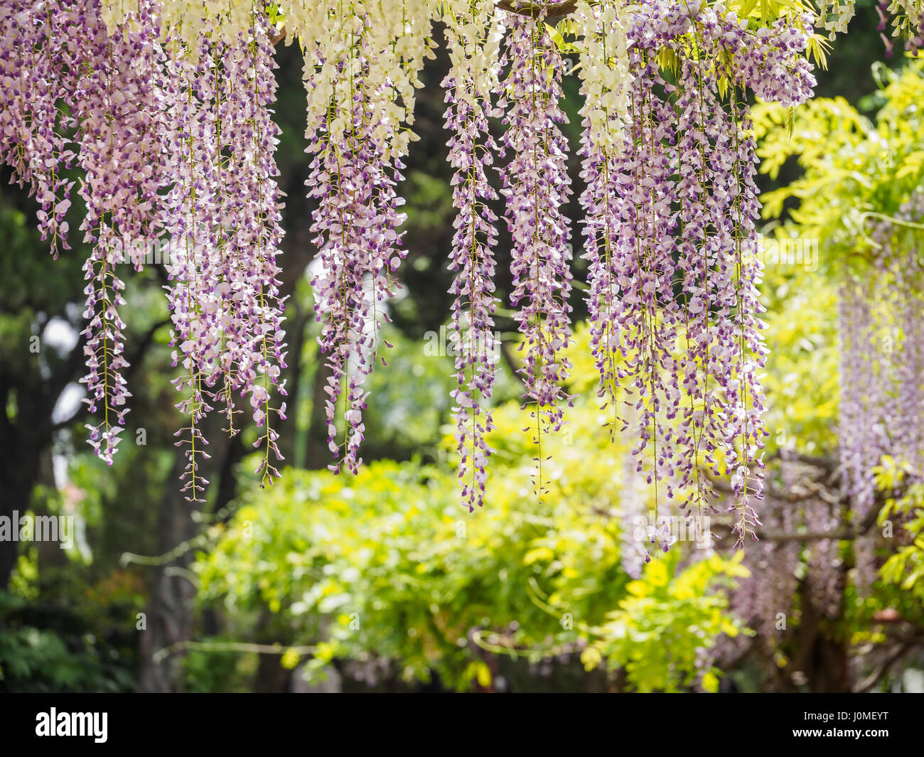 Série fleurs de printemps, wisteria trellis de jardin Banque D'Images