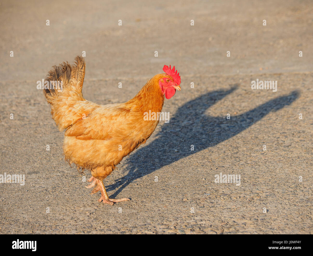 Han libre marchant à l'extérieur et à l'alimentation dans la campagne. Banque D'Images