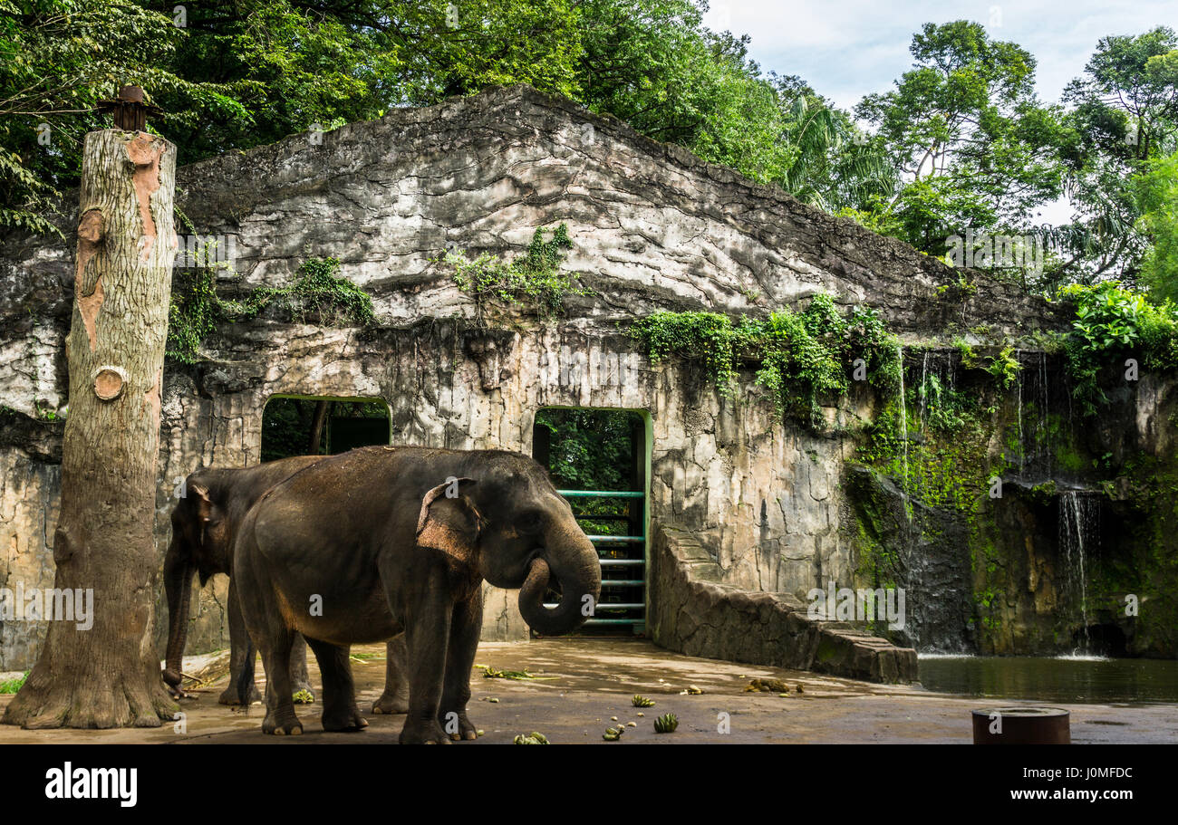 L'éléphant et banane sur le plancher dans la cage photo prise au zoo de Ragunan de Jakarta, Indonésie Banque D'Images