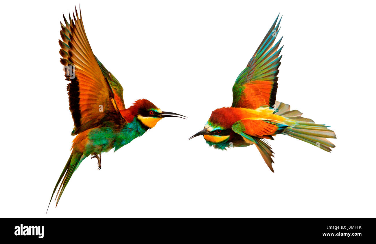 Lutte deux couleurs d'oiseaux exotiques en vol isolé sur blanc,art and creative Banque D'Images