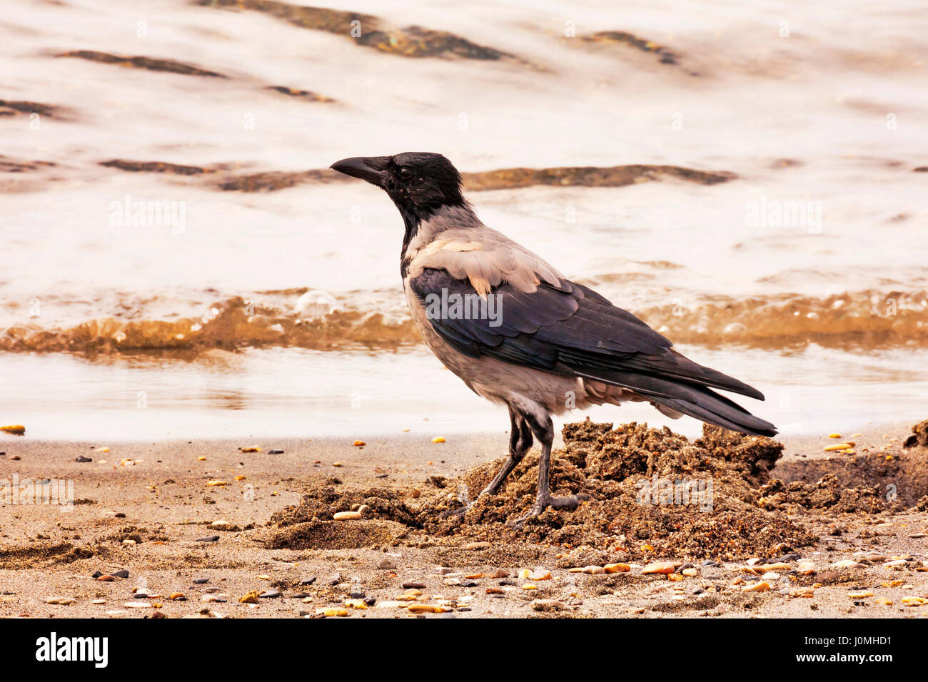 Crow marche sur la ligne de flottaison Banque D'Images