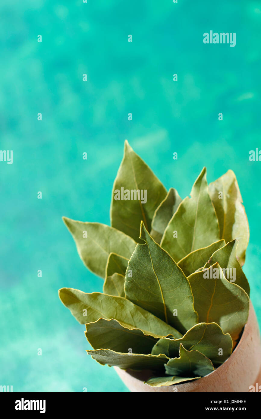 Un bouquet de laurier séché (Laurus nobilis) laisse dans le coin de photo avec copie espace. Banque D'Images