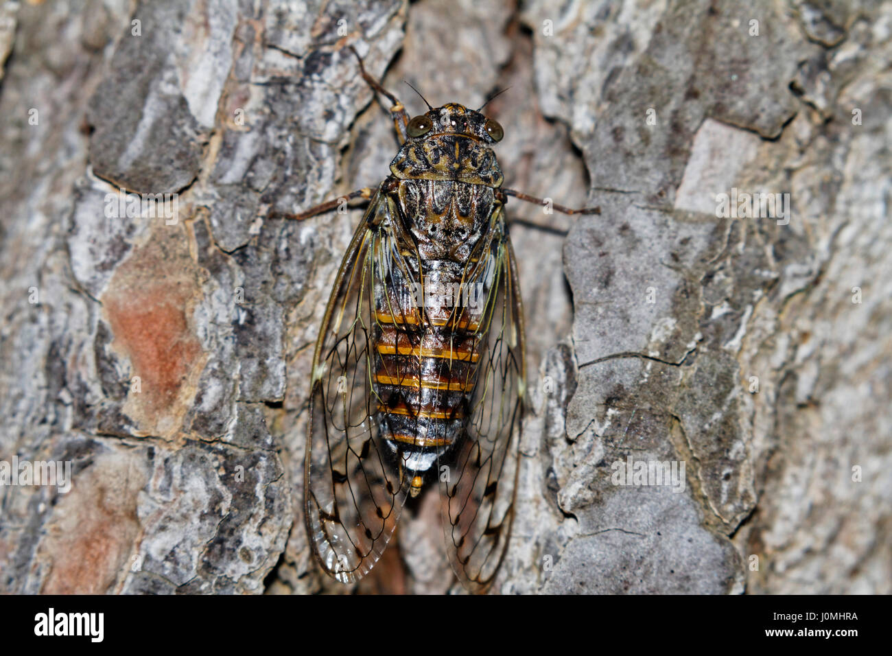 Le gros plan de Lyristes plebejus Cicada sur un pin Banque D'Images