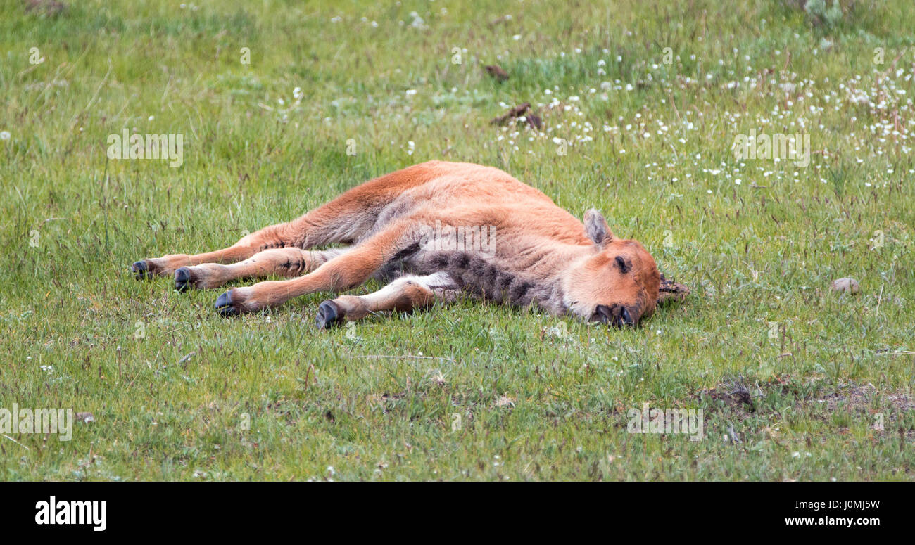 Jeune Bison Bison Bebe Dormir Dans L Herbe Dans La Vallee Lamar Dans Le Parc National De Yellowstone Dans Le Wyoming Usa Photo Stock Alamy