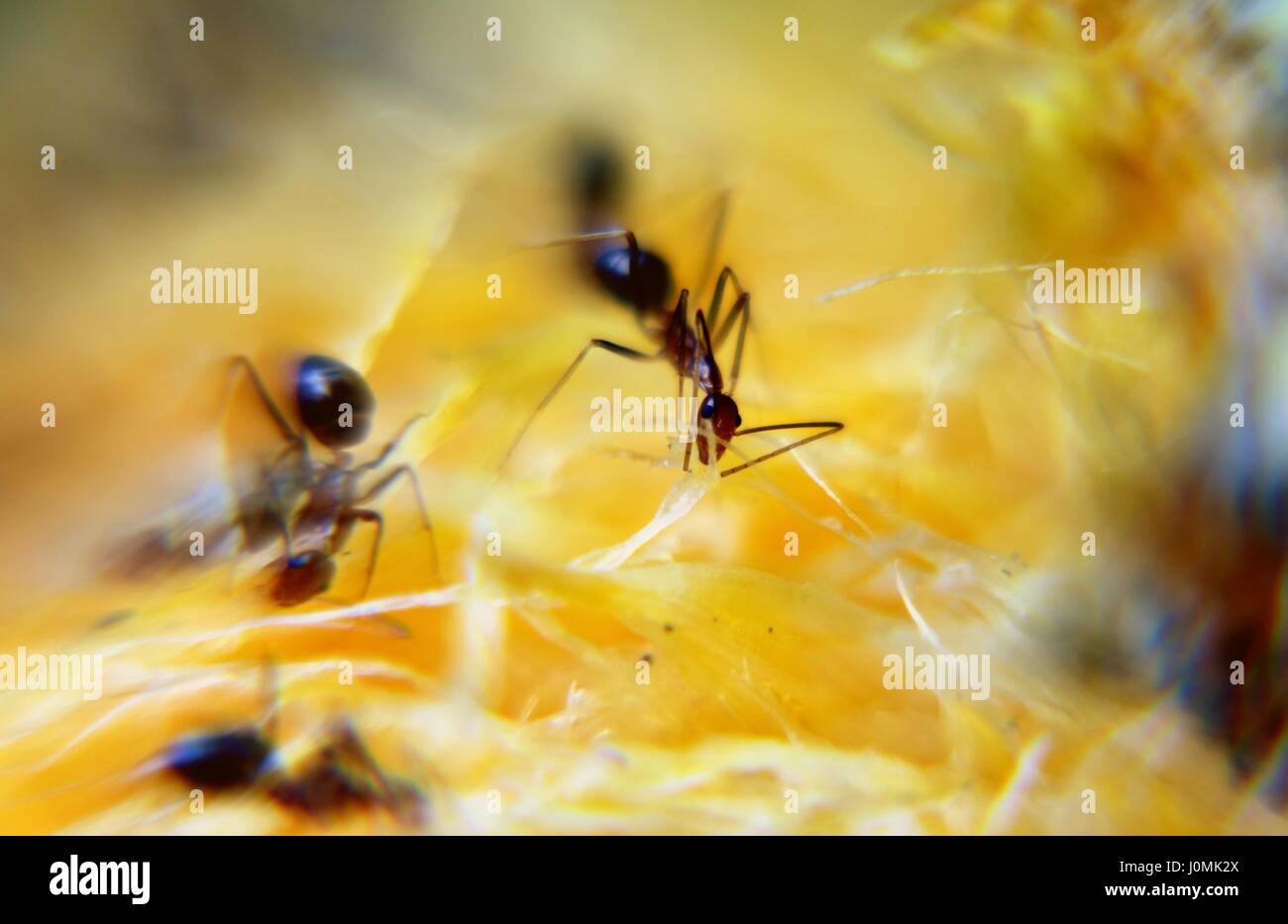 L'essaimage des fourmis pour l'alimentation de fruits mûrs Banque D'Images