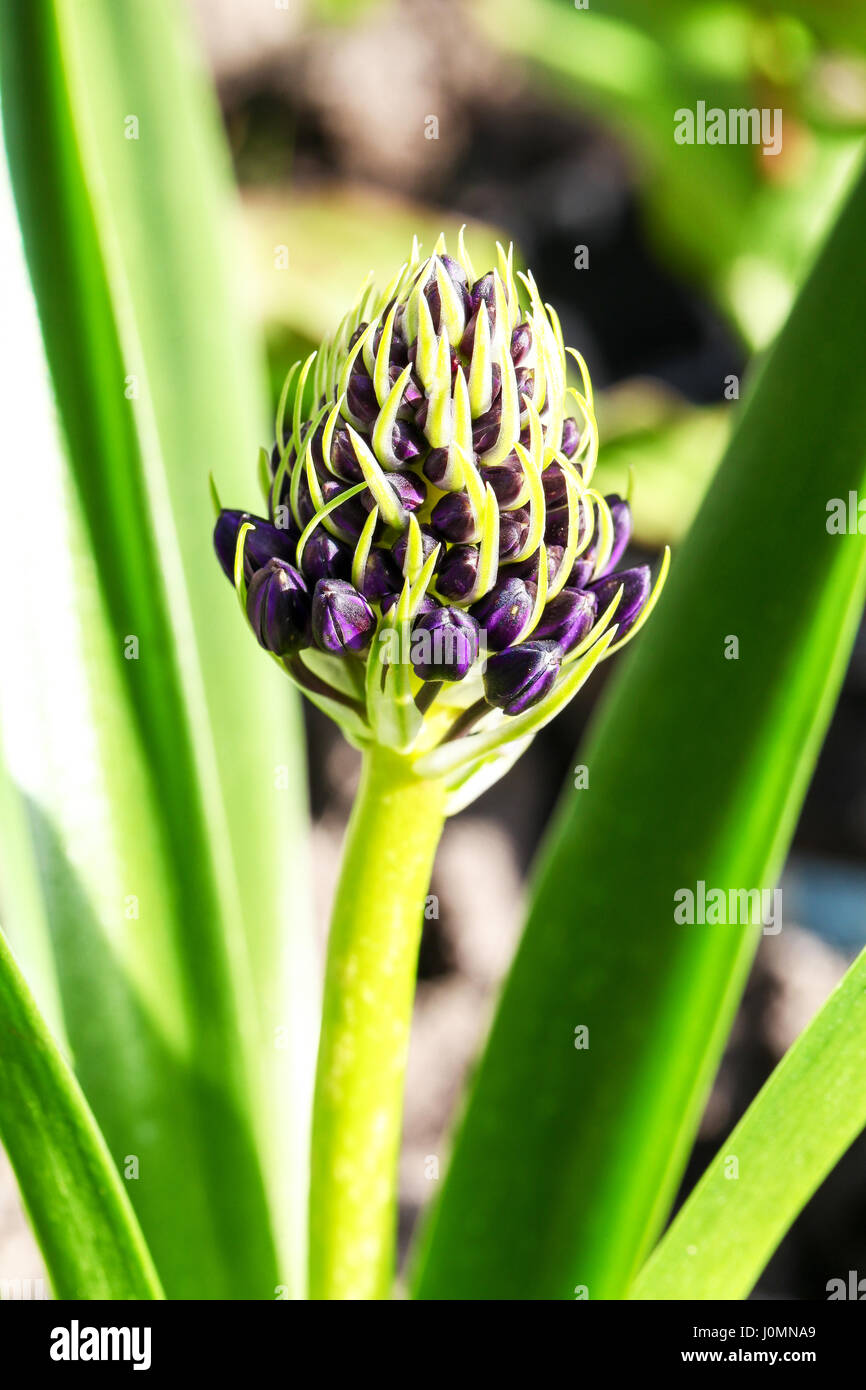 Un Scilla peruviana qu'émerger de fleurs Banque D'Images