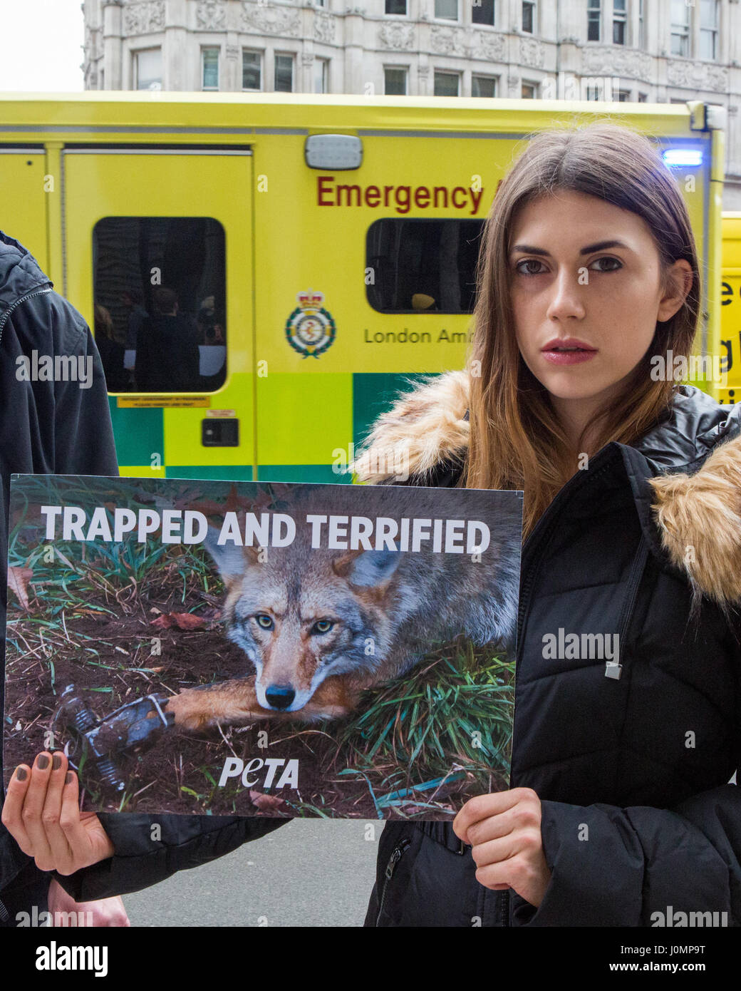 Portant une veste de la Bernache du Canada réplique, un modèle de PETA se  trouve dans un 'piège' steel sanglant à une protestation à Knightsbridge,  où les grands magasins Harrods et Harvey