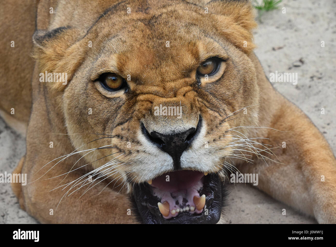Close up portrait of mature femelle magnifique lionne d'Afrique, en colère contre ses dents, rugissant et looking at camera, portrait Banque D'Images