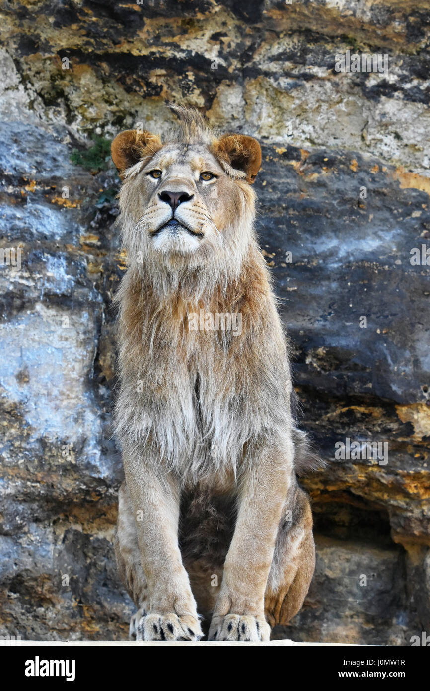 Close up portrait of mature male African lion assis sur des rochers en pierre, looking at camera, low angle view Banque D'Images