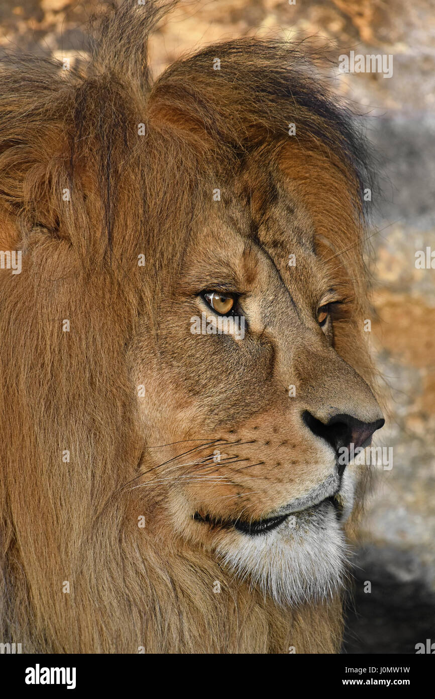 Close up portrait portrait of cute African lion mâle mature avec une belle crinière, looking away Banque D'Images