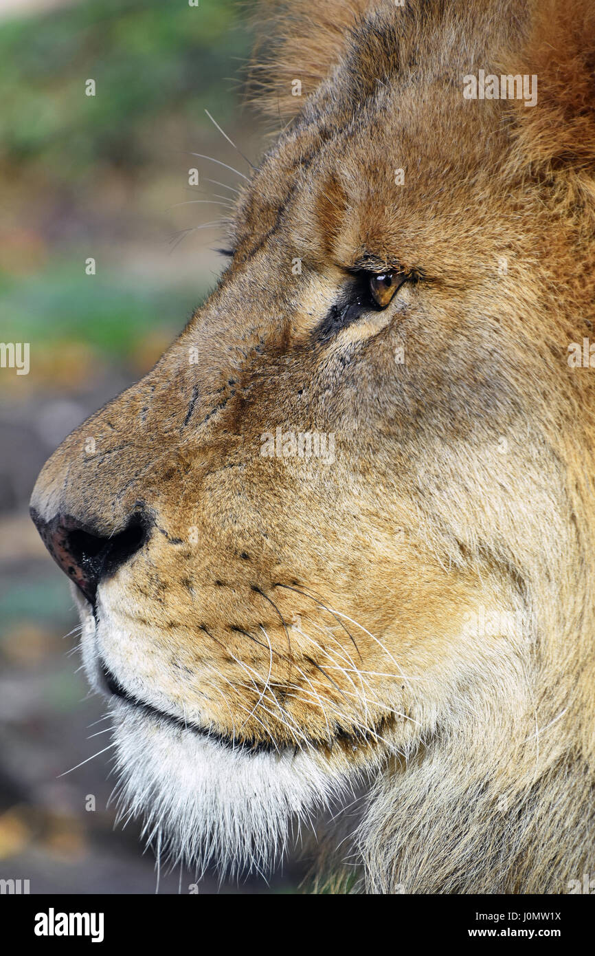 Extreme close up portrait portrait of African lion mâle adulte, museau à la voiture Banque D'Images