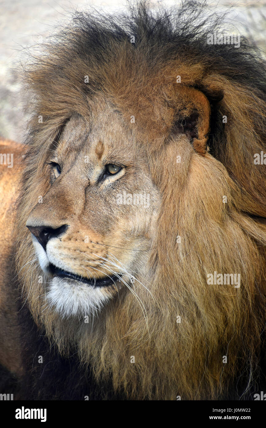 Close up portrait portrait of African lion mâle mature avec une belle crinière, looking away Banque D'Images