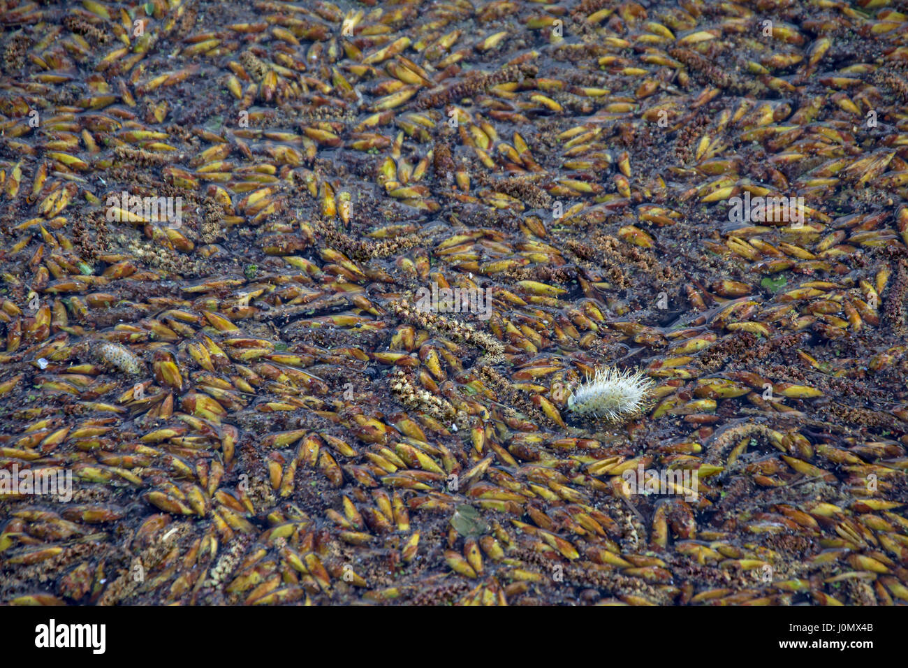 Contexte de l'eau remplie de tombée des bourgeons de saule Banque D'Images