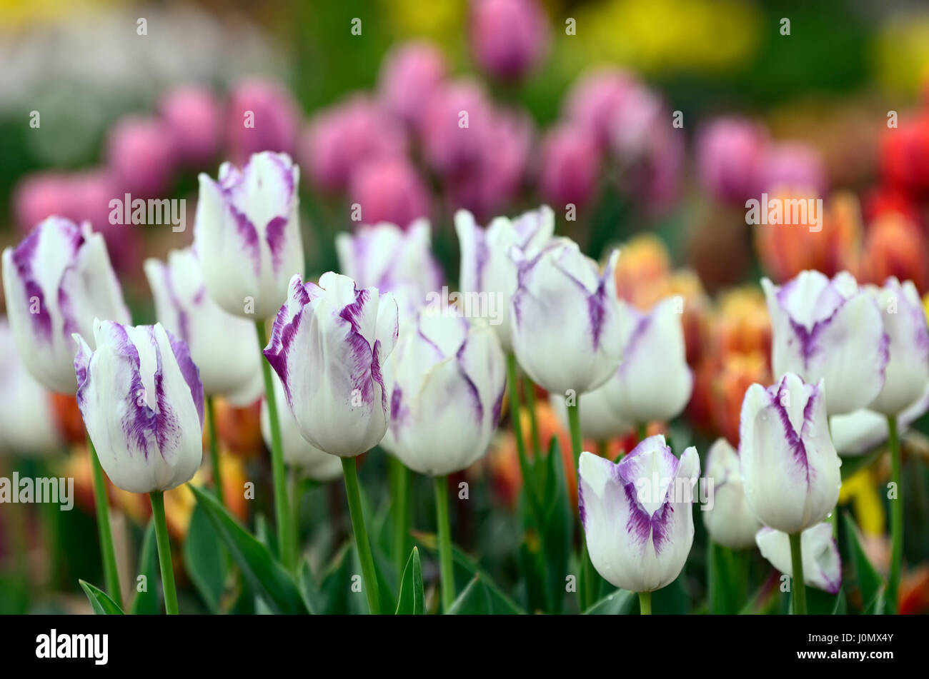 Bi-couleur blanc et violet tulipes fleur selective focus Banque D'Images