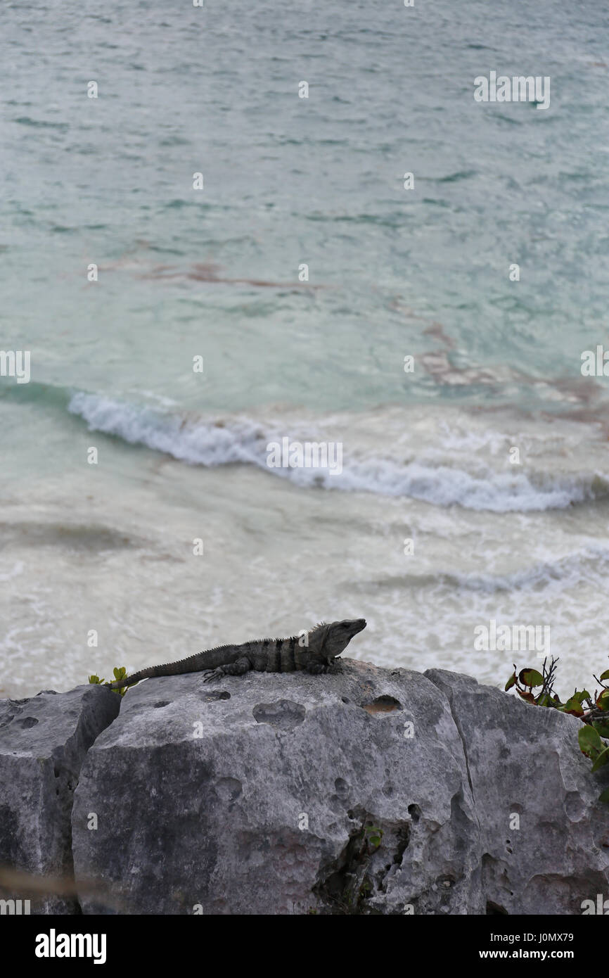Leguan sur un rocher à Tulum, Yucatan, Mexique Banque D'Images